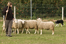 Border bei der Arbeit