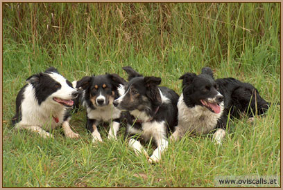 Border Collies